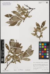 Foto von Salix stipulifera Flod. ex Häyrén